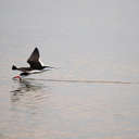 Black Skimmer - Topsail Island, NC