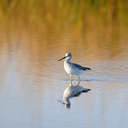 Greater Yellowlegs - Pea Island NWR, NC