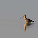 Marbled Godwit - Pea Island NWR, NC