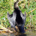 Anhinga - Savannah NWR, SC