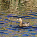 Pied-billed Grebe - Savannah NWR, SC