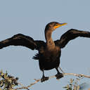 Cormorant - Savannah NWR, SC