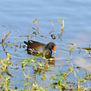 Moorhen - Savannah NWR, SC