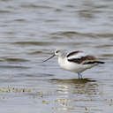 American Avocet - Pea Island NWR, NC