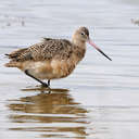 Marbled Godwit - Pea Island NWR, NC