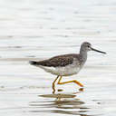 Greater Yellowlegs - Pea Island NWR, NC