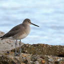 Willet - Chincoteague NWR, VA