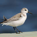 Sanderling - Pea Island NWR, NC