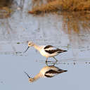 American Avocet - Chincoteague NWR, VA