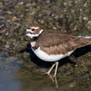 Killdeer - Sylvan Heights, NC