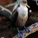 Cormorant - Chincoteague NWR, VA