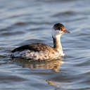 Horned Grebe - Chincoteague NWR, VA