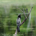 Anhinga - Harris Neck NWR, GA