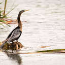 Anhinga - Viera Wetlands, FL