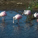 Roseate Spoonbill - Cockroach Bay Preserve SP, FL