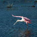 Roseate Spoonbill - Cockroach Bay Preserve SP, FL