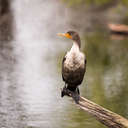 Cormorant - Venice Rookery, FL