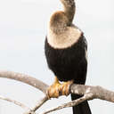 Anhinga - Venice Rookery, FL