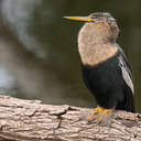 Anhinga - Venice Rookery, FL