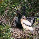 Anhinga - Venice Rookery, FL