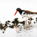 American Oystercatcher - Chincoteague NWR, VA