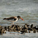 American Oystercatcher - Chincoteague NWR, VA