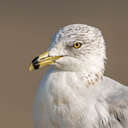 Ring-billed Gull - Back Bay NWR, VA