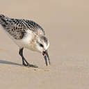 Sanderling - Back Bay NWR, VA