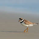 Semipalmated Plover - Back Bay NWR, VA