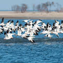 Snow Geese - Chincoteague NWR, VA