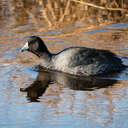 Coot - Bombay Hook NWR, DE