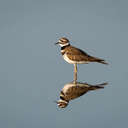 Killdeer - Merritt Island NWR, FL