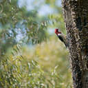 Red-headed Woodpecker - Cochran Shoals, GA