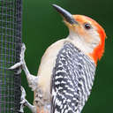 Red-bellied Woodpecker - Johns Creek, GA