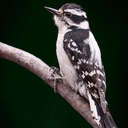 Downy Woodpecker - Johns Creek, GA