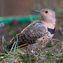 Northern Flicker - Johns Creek, GA