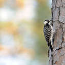 Red-cockaded Woodpecker - Piedmont NWR, GA