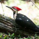 Pileated Woodpecker - Great Smoky Mountains NP, TN