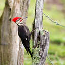 Pileated Woodpecker - Great Smoky Mountains NP, TN