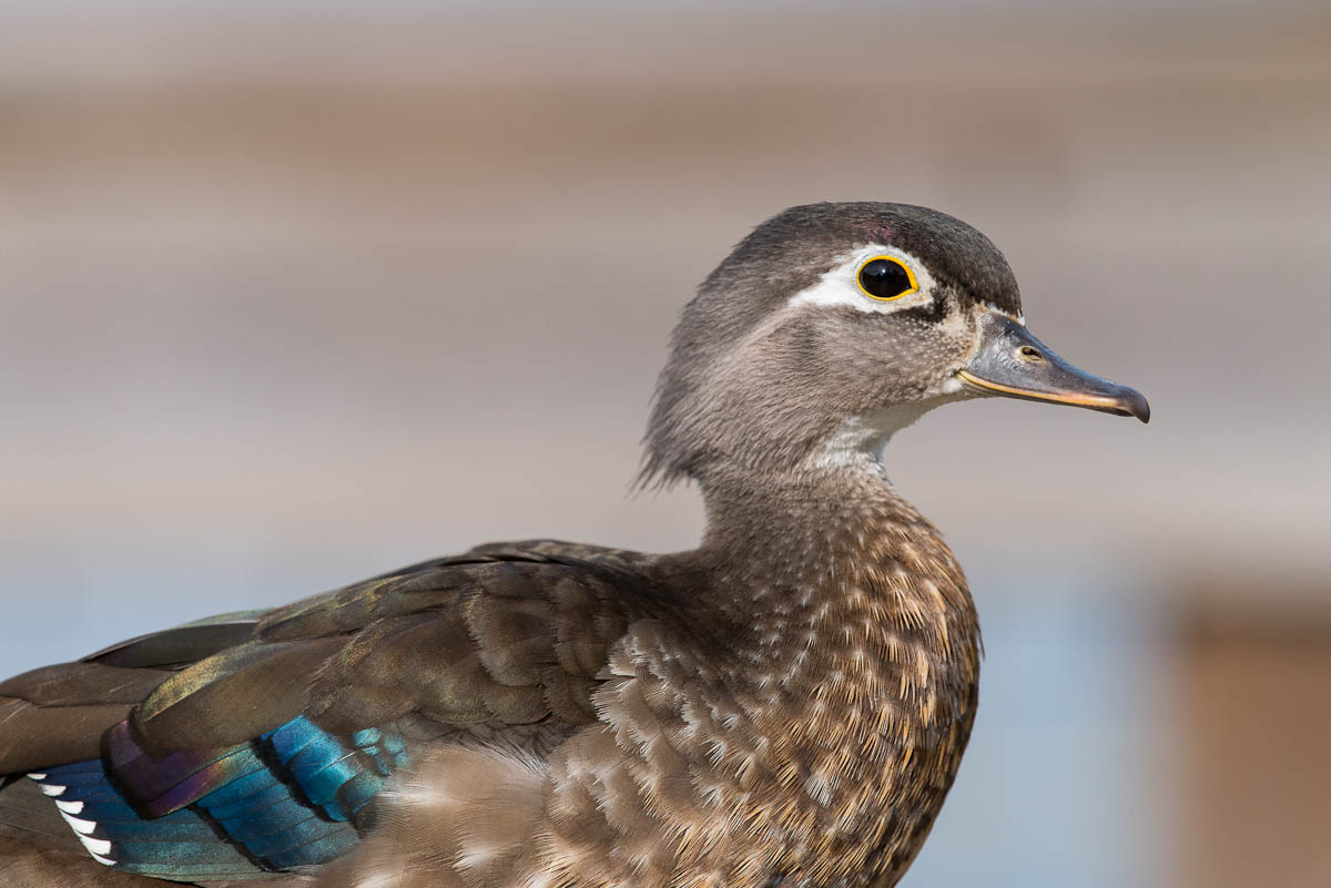 Hen Wood Duck Hen Wood Duck