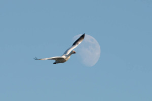 Snow_Goose_Moon