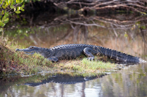 Alligator - Merritt Island NWR FL