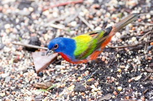 Painted Bunting - Merritt Island NWR FL