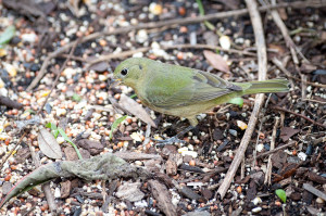 Painted Bunting - Merritt Island NWR FL