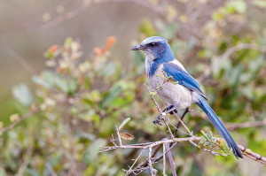 Florida Scrub-Jay - Merritt Island NWR FL