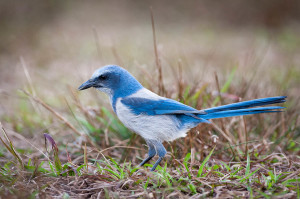 Florida Scrub-Jay - Merritt Island NWR FL