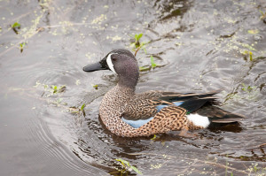 Blue-winged Teal - Viera Wetlands FL