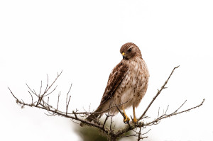 Hawk - Viera Wetlands FL