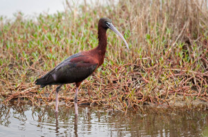 Glossy Ibis - Viera Wetlands FL