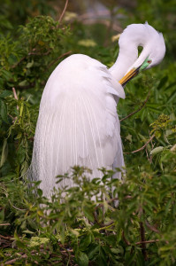 Great Egret - Gatorland FL